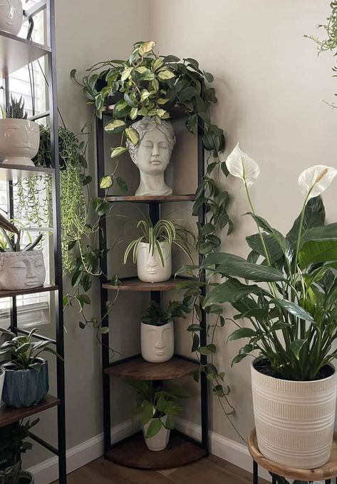 Plant Display Ideas, Plant Decor Indoor, Plant Aesthetic, House Plants Decor, Apartment Decor Inspiration, Home Inspo, Room With Plants, House Plants Indoor, Decor Home Living Room