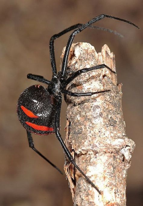 Php 7.4.12 - Phpinfo() Black Widow Spider Photography, Spider Side View, Spider Photography, Pixie Tattoo, Arachnids Spiders, Black Widow Aesthetic, Spider Species, Widow Spider, Black Widow Spider