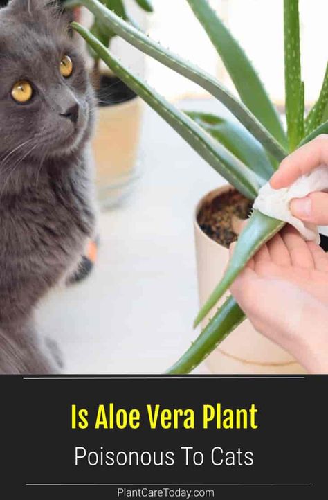 Is Aloe Poisonous to Cats? Research shows that cats might know it's toxic to them. But, they may choose to bite the toxic plant anyway. Cat Friendly Plants, Toxic To Cats, Toxic Plants For Cats, Cat Biting, Jasmine Plant, Cat Grass, Cat Plants, Poisonous Plants, Aloe Vera Plant