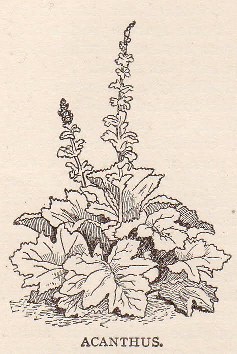 Acanthus Acanthus Flower Drawing, Acanthus Leaf Drawing, Acanthus Tattoo, Acanthus Flower, Art Neuvo, Acanthus Mollis, Osmanthus Flower, Nouveau Illustration, Tattoos Inspiration