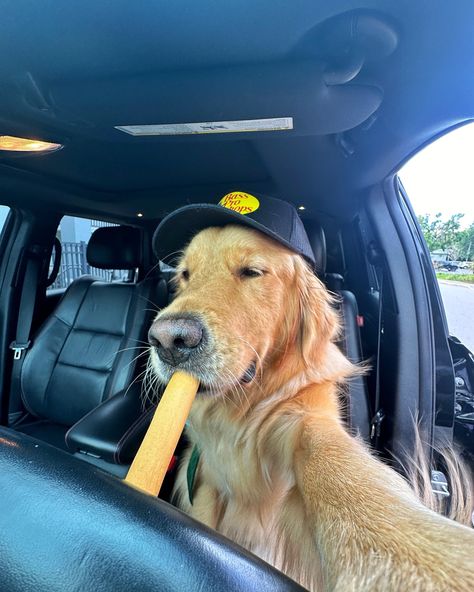 Heard people like boys in @bassproshops hats…. Happy National Selfie Day 😜 #dogsofinstagram #dogselfie #goldenretriever #dogsofflorida #dogsoforlando Dog In Car, Blonde Dog, Happy Nation, Preppy Dog, Cute Doggos, Very Cute Puppies, Dream Pet, Dog Selfie, Cute Animals Puppies