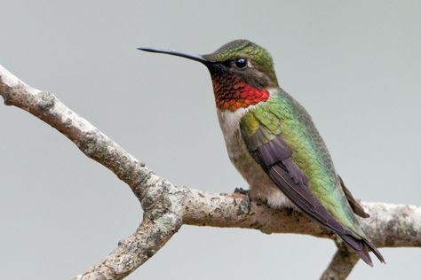 Hummingbird Sitting, Citizen Dive Watch, Hummingbird Nectar, Bird Mom, Dive Computers, Ruby Throated Hummingbird, Common Birds, Citizen Science, Citizen Watch