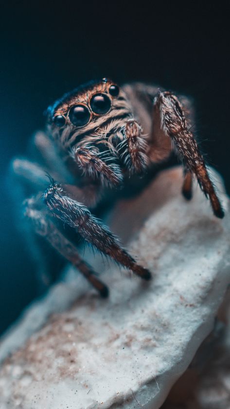 Spider, eyes, insect wallpaper, background iphone Check more at https://www.backgroundscool.com/animals/spider-eyes-insect-wallpaper-background-iphone/ Macro Fotografia, Spider Species, Spider Web Tattoo, Pet Spider, Spiderman Drawing, Insect Tattoo, Spider Art, Animals Pictures, Reptiles Pet