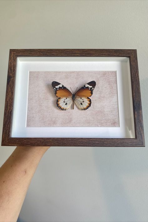 Beautiful Plain Tiger Butterfly (Danaus Chrysippus) in a frame. Our butterflies are ethically sourced and will make a great addition to your home or office as their natural beauty lightens up the room.

Perfect for:
- Home décor for entomology lovers
- A gift
- An oddity cabinet filler Butterfly House Decor, Oddity Cabinet, Butterfly In Frame, Tiger Butterfly, Butterfly House, Butterfly Wall Decor, Orange Butterfly, Redecorate Bedroom, Butterfly Wall Art