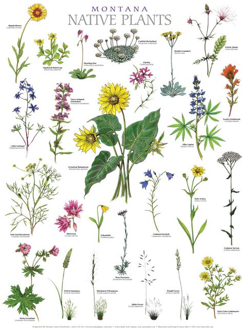 Montana Native Plants Montana Wildflowers, Plant Posters, Native Plant Landscape, Making Plant Pots, Wildflower Tattoo, Missoula Montana, Vintage Botanical Prints, Botanical Illustrations, Botanical Drawings