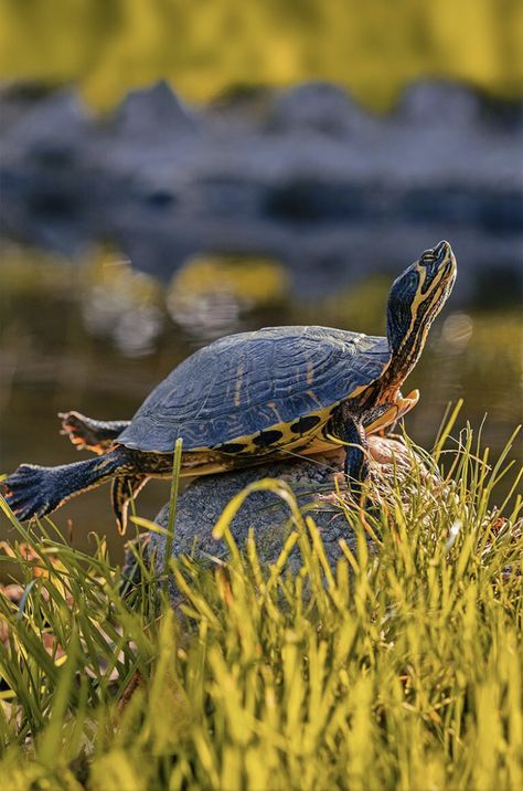 Turtle Homes Ideas, Eastern Painted Turtle, Yellow Bellied Slider, River Turtle, Kawaii Turtle, Sea Turtle Pictures, Land Turtles, Tortoise Food, Turtle Care