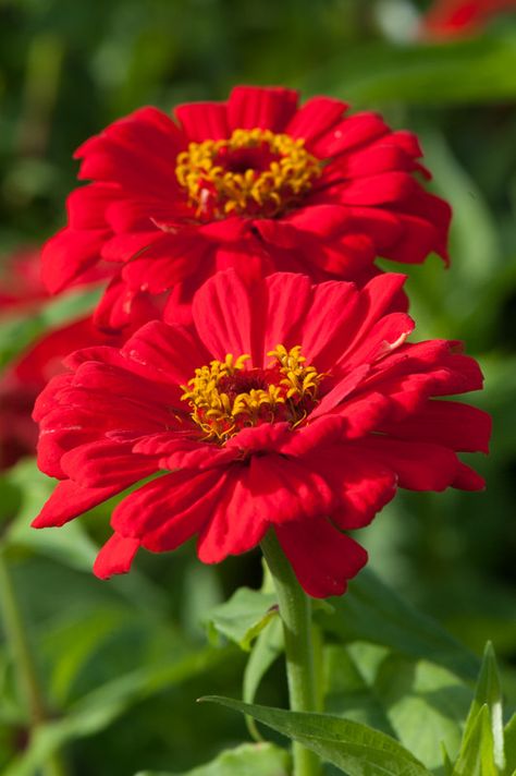 Zinnia elegans 'Coral Beauty', late September. Zinnia Aesthetic, Capcut Photo, शुभ सकाळ, Zinnia Garden, Birthday Edit, Zinnia Elegans, Sunflowers And Daisies, Zinnia Flowers, Flowers Background