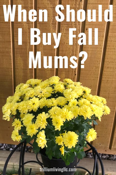 A yellow fall mum in front of a barn with the text overlay: When should I buy fall mums? How To Display Mums On Front Porch, Mums Display Ideas, Mums In Tall Planters, Fall Pot Decorating Ideas, Mums Porch Decor, Mums Decor Front Porches, When To Plant Mums For Fall, Fall Flowers For Pots, Fall Flowers For Porch