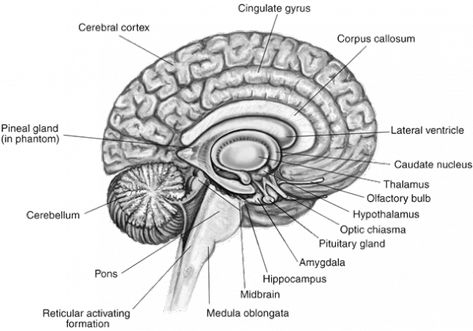 Medulla Oblongata - Ascension Glossary Human Brain Parts, Brain Parts And Functions, Human Brain Diagram, Human Brain Anatomy, Brain Diagram, Brain Parts, Brain Drawing, Brain Mapping, Brain Images