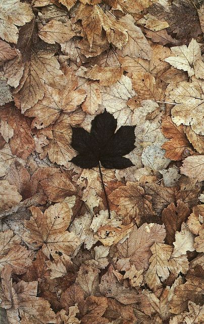 by Old Chum, via Flickr Andy Goldsworthy, Black Leaves, Foto Art, Natural Forms, Land Art, Environmental Art, Pics Art, Art Plastique, Nature Art