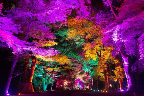 teamlab-resonating-spheres-trees-light-festival-tadasu-no-mori-shimogamo-shrine-designboom-02 Shimogamo Shrine, Light Fest, Light Art Installation, Landscape Lighting Design, Forest Light, Light Festival, Event Lighting, Flood Light, Tree Forest