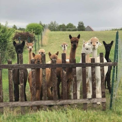 Cool Farm Animals, Backyard Animal Farm, Animal Sanctuary Aesthetic, Petting Zoo Farm, Llama Farm, Alpaca Pictures, Farm Animal Sanctuary, Abandoned Farmhouse, Abandoned Cities