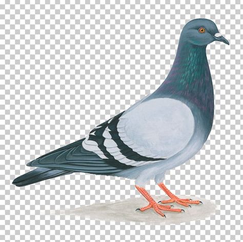 Columbidae Bird, Pigeon Clipart, Puppy Activities, Pigeon Png, Pigeon Drawing, Feral Pigeon, Pigeon Tattoo, Domestic Birds, Nora Lovely