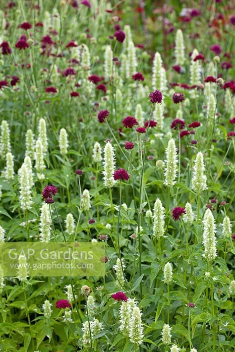 Agastache Foeniculum, Planting Combinations, Naturalistic Garden, Prairie Garden, Cottage Garden Design, Grandmas Garden, Flower Garden Design, Plant Photography, Pollinator Garden