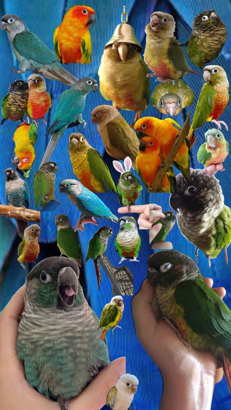 Conures ❤️ #conure #birds #aesthetic #moodboard #conures Dusky Conure, Bird Enclosure, Birds Aesthetic, Aesthetic Moodboard, Mood Board, Birds, Pins, Art