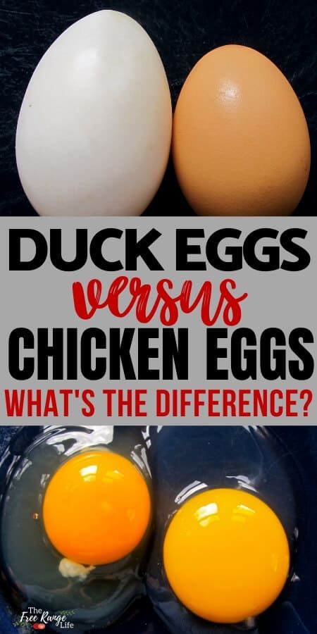 Ducks Vs Chickens, Peking Duck Recipe, Fairy Egg, Backyard Ducks, Raising Ducks, Chickens And Ducks, Peking Duck, Backyard Poultry, Duck Eggs