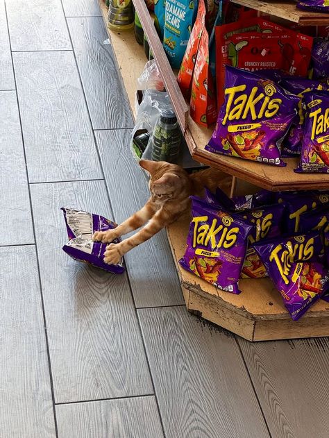 Bodega Cats (@Bodegacats_) on X Bodega Cat, Cute Cats And Dogs, Cute Cats, Dog Cat, Dogs, Quick Saves