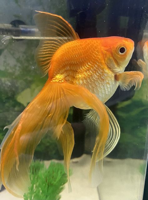 Goldfish Reference, Goldfish Photo, Goldfish Photography, Veiltail Goldfish, Comet Goldfish, Fancy Goldfish, Drawing Study, Golden Fish, Moon Festival