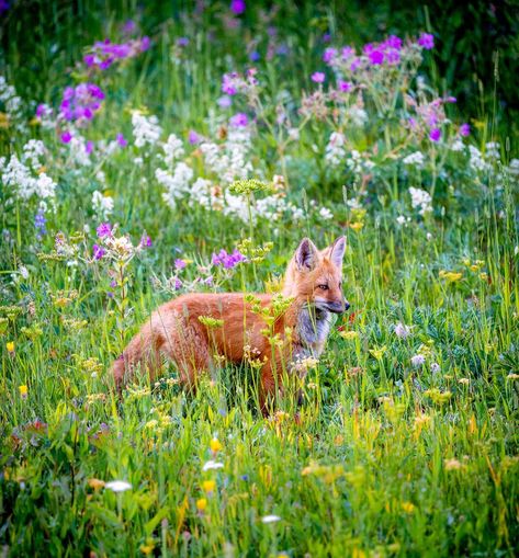 Flora & Fauna. How beautiful is Alberta?? This spring @karenwynands and I were fortunate enough to find a juvenile red fox. Easily one of… Flora And Fauna Photography, Fox In Flowers, Elliot Fletcher, Fox Habitat, Fox And Flowers, Changing Aesthetic, Trail Cam, Flora Y Fauna, Vulpes Vulpes