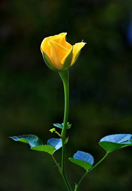 Yellow Rose Flower, Rose Seeds, Rose Flower Wallpaper, Rose Images, Most Beautiful Flowers, Beautiful Flowers Wallpapers, Beautiful Rose Flowers, Rose Wallpaper, Good Morning Flowers