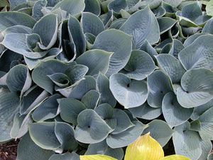 Hosta Hadspen Blue - Our best blue Hosta & highly slug-proof! This shade plant thrives with Heucheras, Hardy Ferns, & Hydrangeas. Hosta Halcyon, Blue Hosta, Plantain Lily, Hosta Varieties, Edging Plants, Spring Hill Nursery, White Flower Farm, Hosta Gardens, Hosta Plants