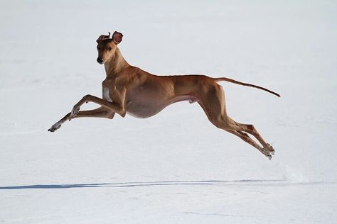 Dogs Running, Hound Dogs, Dog Anatomy, Greyhound Art, Grey Hound Dog, Dog Runs, Italian Greyhound, Hound Dog, Whippet