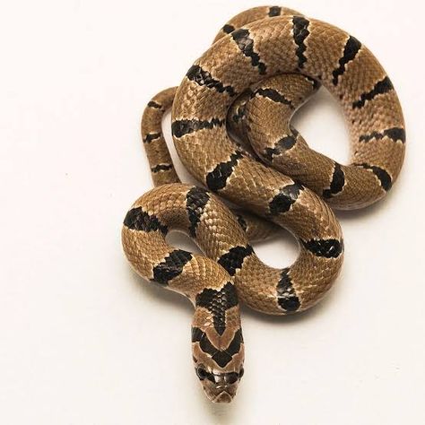 Snake Top View, Snake Head, Top View, Reptiles, Sculpture, Google Search, Tattoos, Animals