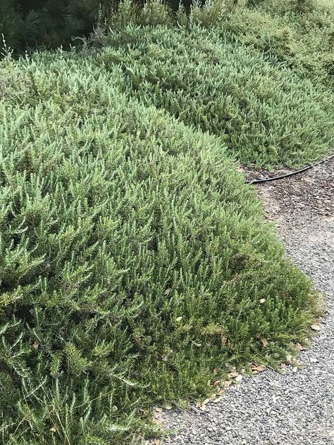 Rosmarinus officinalis 'Boule' - Rosemary Ken Taylor, Alpine Plants, Rosmarinus Officinalis, Outdoor Room, Plant Combinations, Plant List, Evergreen Shrubs, Winter Flowers, The South Of France