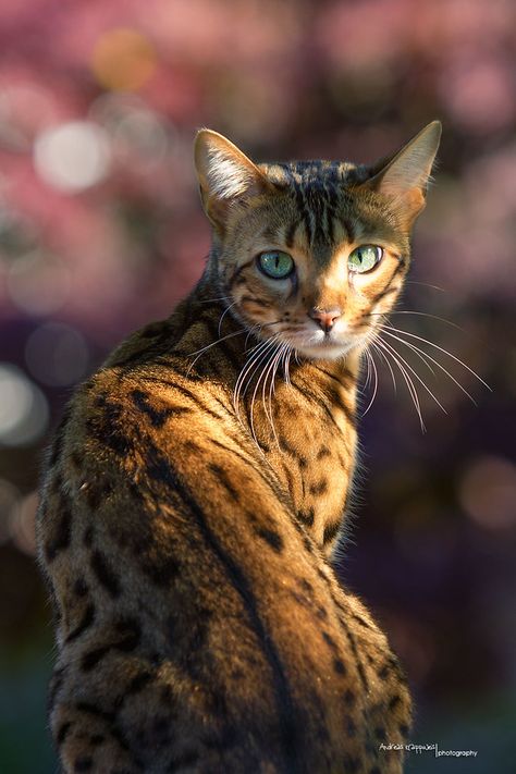 Bengal Cat For Sale, Bengal Cat Breeders, Funny Cat Names, Most Popular Cat Breeds, Popular Cat Breeds, Bengal Kitten, Healthy Cat, Cat Photography, Domestic Cat