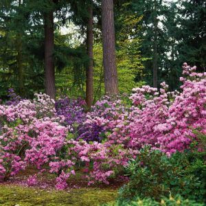 South Carolina Native Plants for Landscaping [with Pictures] - PlantNative.org Southern Landscaping, Federal Way Washington, Rhododendron Garden, Bald Cypress Tree, Bald Cypress, Native Plant Gardening, Kiawah Island, Cypress Trees, Native Garden