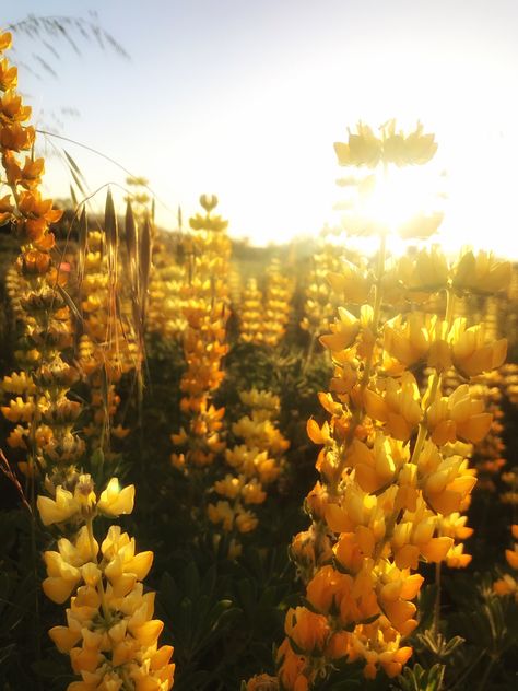 Yellow Wildflowers Aesthetic, Cozy Yellow Aesthetic, Yellow Medieval Aesthetic, Tropical Yellow Aesthetic, Yellow Aesthetic Landscape, Yellow Fairy Aesthetic, Yellow Spring Aesthetic, Honey Yellow Aesthetic, Yellow Flowers Aesthetic