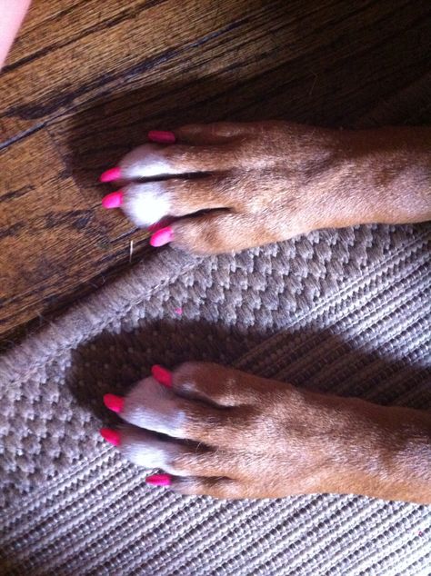 I paint her nails to!! Dog nails Painted Dog Nails, Dog Nail Polish, Nails With Regular Nail Polish, Dog Nail Art, Dogs Nails, Nails Painted, Regular Nail Polish, Painting Nails, Mail Ideas