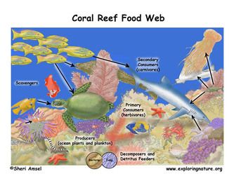 Food webs consist of multiple food chains and show the flow of energy between multiple organisms. The web will often start out with a couple of producers, then herbivores, consumers of all levels,... Coral Reef Food Web, Food Webs Projects, Food Chain Diagram, Ocean Food Web, Food Web Activities, Ecosystems Projects, Food Webs, Ocean Food, Coral Reef Ecosystem