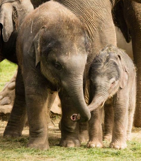 Elephant Calf Born At London Zoo in Unusual Outdoor Birth as Herd Looks On - Neatorama Elephant Calf, Elephant Photography, Elephants Never Forget, Elephant Pictures, London Zoo, Asian Elephant, Elephant Love, African Elephant, The Zoo