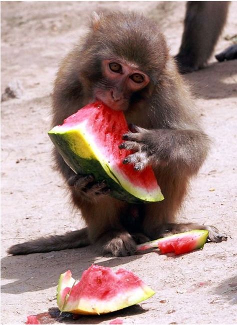 Monkey Eating, Funny Monkeys, Watermelon Cartoon, Animal Eating, Animals On Land, Home Animals, Eating Watermelon, Watermelon Art, Mandrill