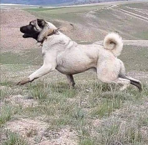 Instagram Kangal Shepherd Dog, Turkish Kangal Dog, Kangal Shepherd, Turkish Kangal, Types Of Dogs Breeds, Kangal Dog, Livestock Guardian Dog, Livestock Guardian, Animal Doctor