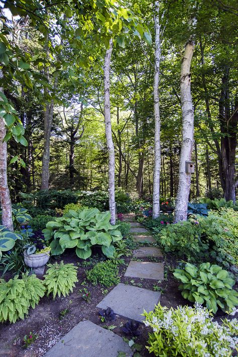 Wooded Backyard Landscape, Shade Garden Design, Wooded Landscaping, Sloped Garden, Forest Garden, Homestead Survival, The Secret Garden, Birch Trees, Woodland Garden