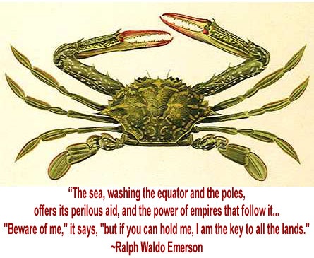 wonderful quote, and wonderful information about the symbolism of the crab. Crab Symbolism, Crab Animal, Ride Bicycle, Animal Symbolism, My Zodiac Sign, Spirit World, Wonder Quotes, The Crab, Tree Hugger