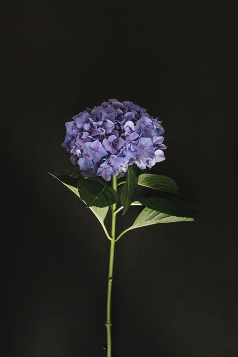 Purple hydrangea flower on black background Free Photo | Free Photo #Freepik #photo #freebackground #freeflower #freefloral #freeleaf Flower On Black Background, Hydrangea Flowers, Flowers On Black Background, Flowers With A Black Background, Purple Hydrangea, Purple Flower, Purple Background Flowers, Dark Purple Flowers Aesthetic, Dark Purple Hydrangea