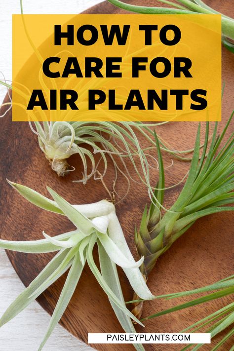 Airplant Care, Suculent Plants, Plants Care, Air Plants Care, Another Planet, Plant Ideas, Urban Oasis, Mother Plant, Plant Needs