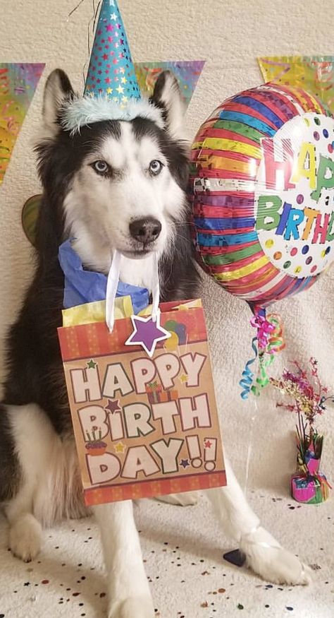 Husky Birthday, Celebrating Birthday, Melting Moments, Dog Birthday Party, Happy Tails, A Husky, Party Fun, Husky Dogs, Heart Melting