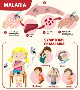 Malaria Symptoms, Free Clipart Downloads, Infographic Illustration, Free Clip Art, Vector Illustration, Illustrations, Quick Saves