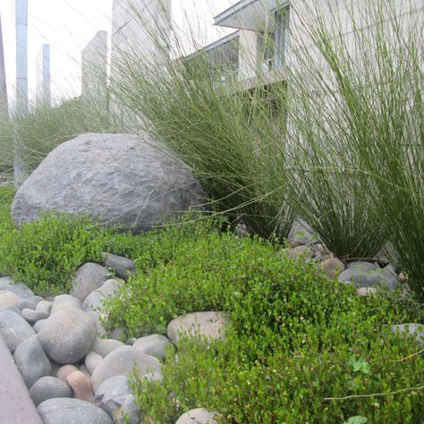 River stones make a great weed suppressor for your garden, but they can look a little stark and, dare I say it....a little boring 😴. 🌿Fortunately, drought-tolerant plants like the Muehlenbeckia axillaris in this photo (also known as 'pohuehue' and 'creeping wire vine') are more than happy to scramble over stones, giving a much softer, greener and more interesting look. You can add the riverstones after planting, or if they are there already and you're keen for this softer look, you can ma... Riverstone Landscaping, Muehlenbeckia Axillaris, Contemporary Planting, Wire Vine, Planting Schemes, Large Backyard Landscaping, Landscape Rock, Garden Inspo, Dry Garden