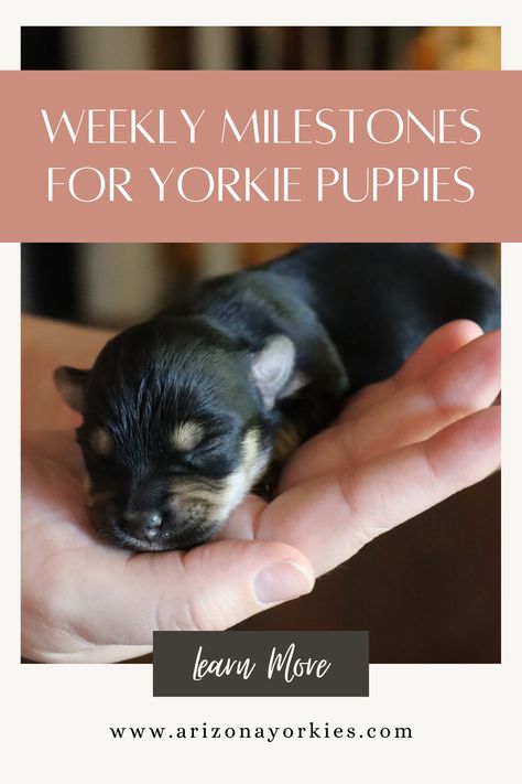 Yorkshire terrier puppies are adorable, but they’ll need a lot of help as they grow up. Even though Yorkshire terrier puppies don’t have many needs in the first few weeks of life, it’s important for owners to be aware of these milestones so that they can prepare for their puppy’s next stage in development. #arizonayorkies #yorkie #puppies Yorkie Breeders, Yorkie Terrier, Yorkie Puppies, Yorkshire Terrier Puppies, Terrier Puppies, Yorkie Puppy, New Puppy, Yorkshire Terrier, Yorkie