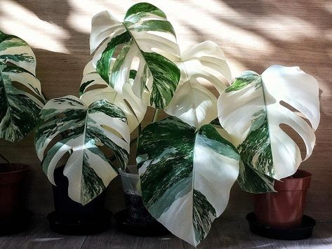 White Monstera, Variegated Monstera, Tropical Forests, Plant Care Tips, Plant House, Plant Care Houseplant, Cheese Plant, Plant Seeds, Variegated Plants