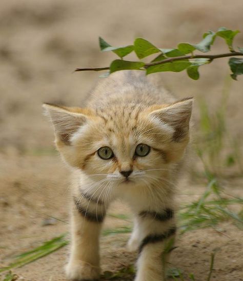 Sandcat Kitten, Desert Cat, Sand Cats, Sand Cat Aesthetic, Sand Cat Kitten, Orange Cat Outside, Sand Cat, Asian Leopard Cat, Small Wild Cats