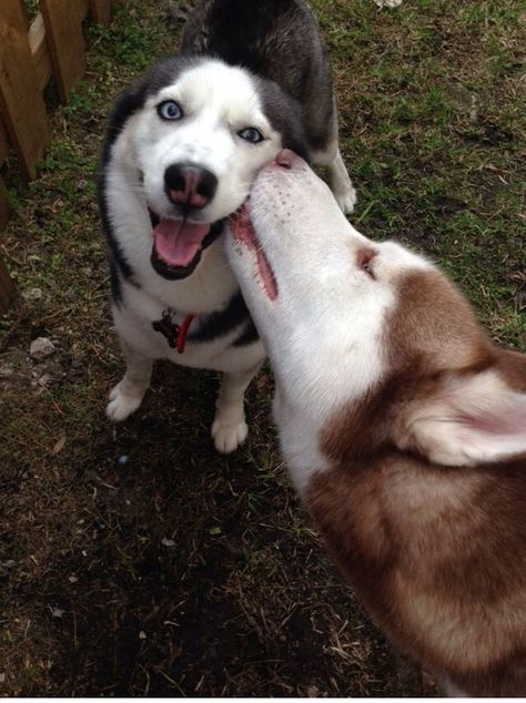 "I've been smooched!" www.superstarpetservices.com Animals Kissing, Husky Funny, Cute Husky, Siberian Husky Dog, Snow Dogs, Husky Puppy, Sweet Dogs, Husky Dogs, Dog Sledding