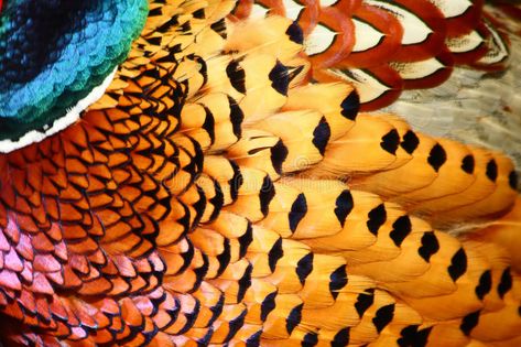 Feathers of Common Pheasant. Colorful feathers of a male Common Pheasant , #AD, #Pheasant, #Common, #Feathers, #male, #feathers #ad Common Pheasant, Ring Necked Pheasant, Pheasant Feather, World Birds, Pheasant Feathers, Game Birds, Feather Art, Beaded Earrings Patterns, Colorful Feathers