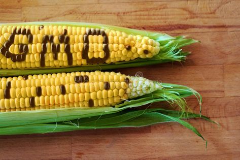 Gmo corn. Conceptual creative image , #AFFILIATE, #corn, #Gmo, #Conceptual, #image, #creative #ad Health Notes, Gmo Corn, Genetically Modified Food, Gmo Foods, Big Meals, Genetically Modified, Slow Food, Genetic, Non Gmo