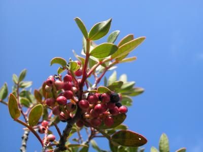 How to Know When Wild Plums Are Ripe Wild Plum Tree, Pistachio Tree, Plum Trees, Plum Seed, Tree Stem, Plum Tree, Tree Seeds, How To Grow Taller, Deciduous Trees